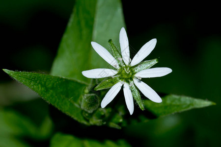 繁缕花和植物图片