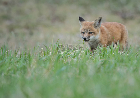 加拿大红狐图片