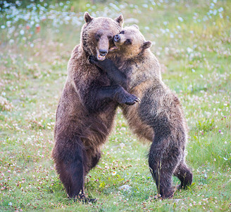 野生灰熊金链子棕熊跳舞高清图片