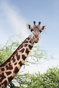 非洲长颈鹿特写图片