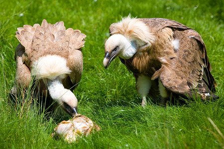 两只年轻的秃鹰和它们的猎物图片