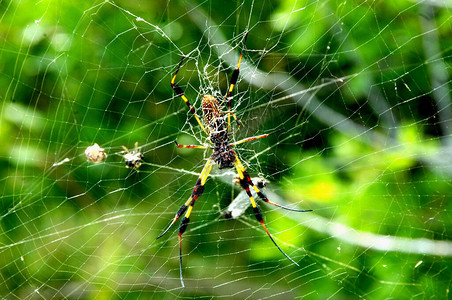 一张大网支撑着这只雌金丝蜘蛛图片