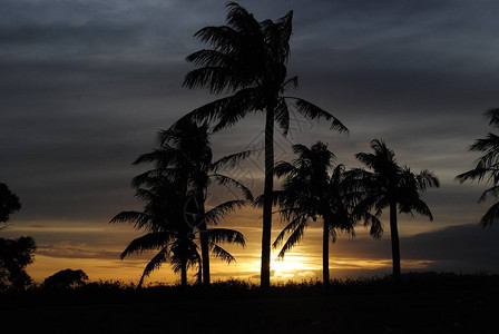 海滩日落时椰子树美丽的深色剪影图片