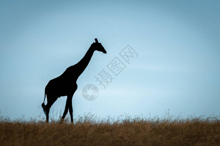 Masai长颈鹿在图片