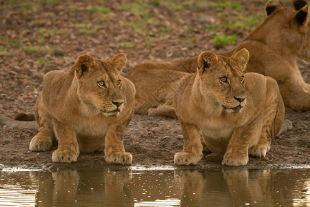 两只母狮躺在泥泞的水坑旁图片