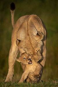 母狮站在金色的光芒中抚摸幼崽图片
