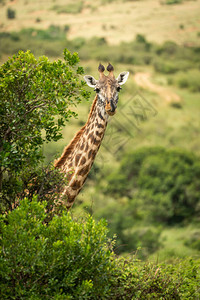 Masai长颈鹿从灌图片