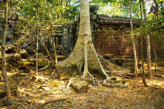 吴哥窟寺庙废墟柬埔寨领土图片