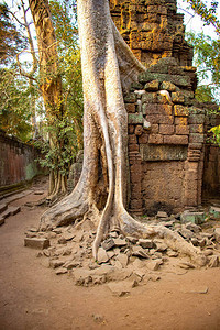 柬埔寨TaPhrom图片