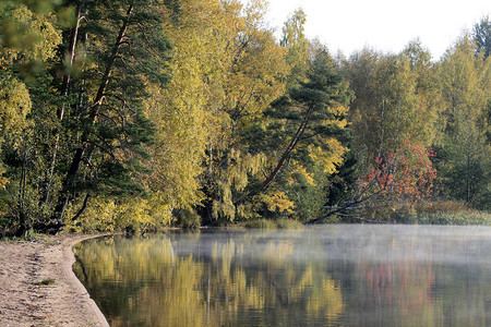森林湖岸边的秋天树木秋天的风景与池塘岸边的晨雾湖先锋列宁格勒图片