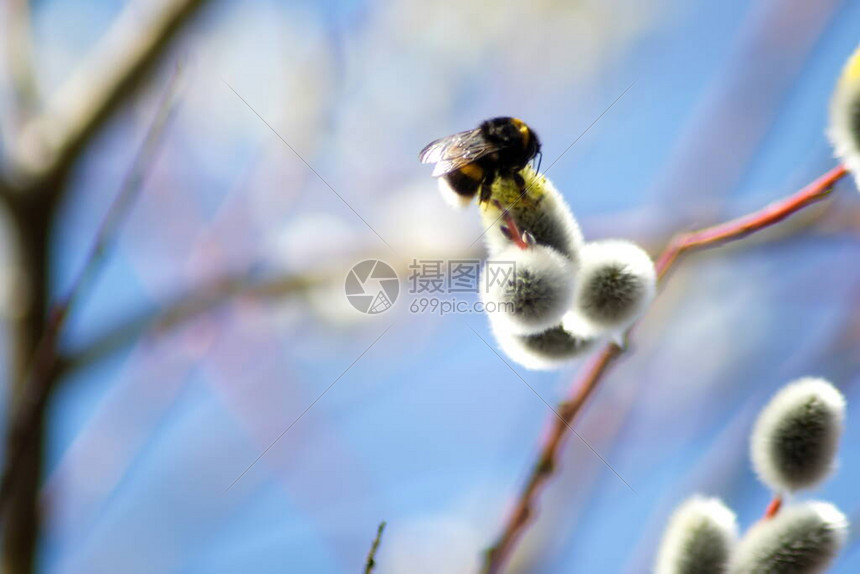 大黄蜂在柳树枝上大黄蜂图片