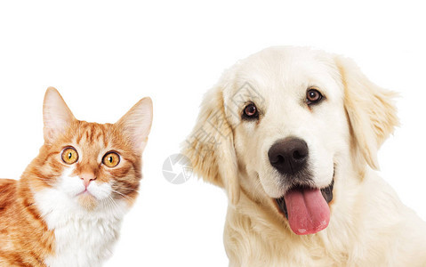 肖像金毛猎犬和姜猫看图片