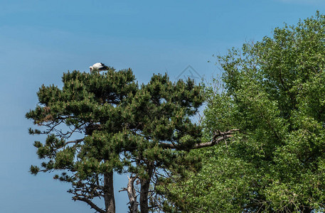 ZwinBirdRefuge在蓝天的绿树上发图片