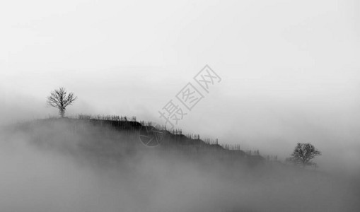 冬天雾的葡萄园在黑白图片
