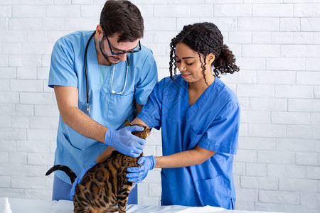2名兽医在动物医院检查可爱小图片