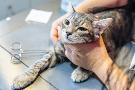 被一名兽医护士扣押的缝衣猫而一名兽医图片