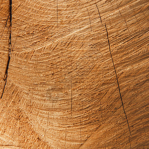 木橡树切面被砍伐的树干或树桩的详细温暖的深棕色和橙色调树木年轮的粗糙有机质地背景图片