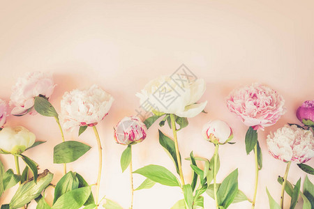粉色桌子上美丽的鲜粉色和白色牡丹花背景图片