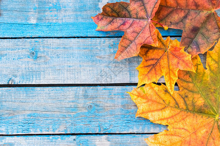 背景与秋天的落叶在蓝色的旧板上背景与秋叶复制题字的空间五图片