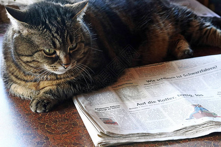 报纸读者消息灵通猫会看报纸如背景图片