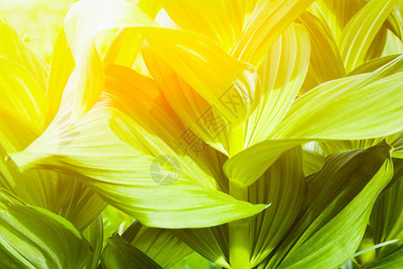 在明亮的夏日阳光下贴近的绿叶植物纹理模式用自然植物为您的桌面图片