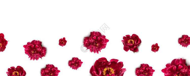 白色背景上的红牡丹花卉图案图片