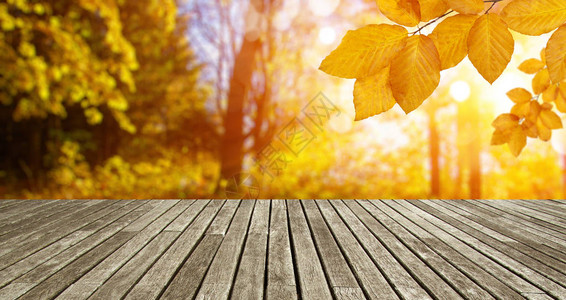 太阳光线中的木质板和秋叶图片