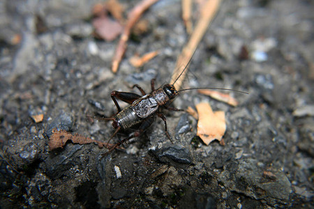 地上的木蟋蟀图片