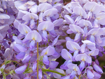 春天开满紫罗兰花的园图片