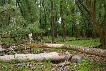 树木躺在湿地森林的地面上图片