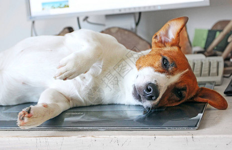 JackRussellTerrier在隔离式桌面上你不能图片