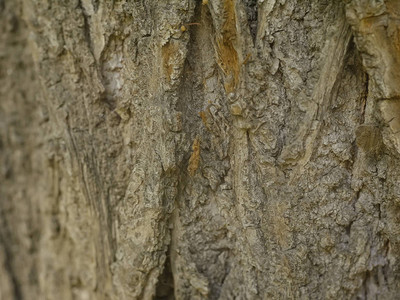老木头特写镜头的树皮莫斯科图片