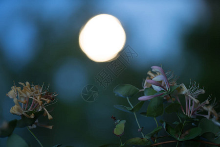 夜间拍摄的盛开的金银花背景图片