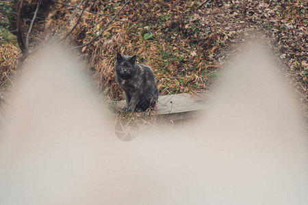 黑狗背景上的灰猫图片