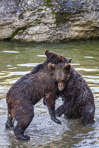 两只小熊幼在阿拉斯加某处图片