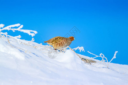 冬天和鹧鸪雪背景图片