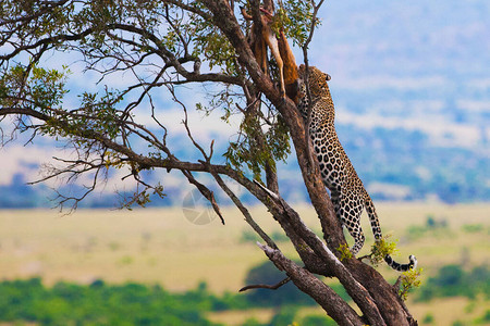 肯尼亚MaasaiMara图片