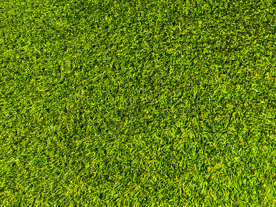 从高尔夫球场的美丽绿草图案为背景复制工作和设计图片