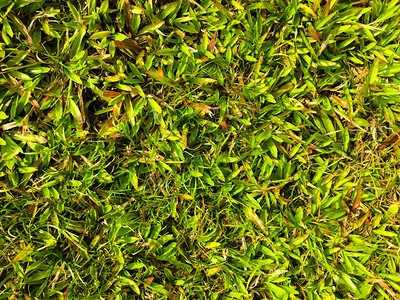 绿草纹理墙体空间背景户外新鲜树叶图片