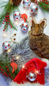可爱的圣诞节概念小乌龟小猫玩芭拉和装饰图片