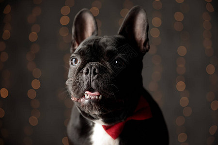 可爱的法国小狗穿领仰望对面和伸出舌头图片