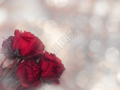 爱情人节的情人节有红玫瑰花图片