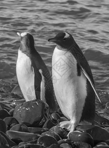 Gentoo企鹅PygoscelispapuaNek图片