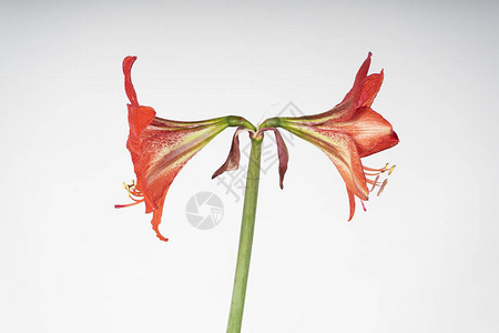 Amaryllis花的面貌图片