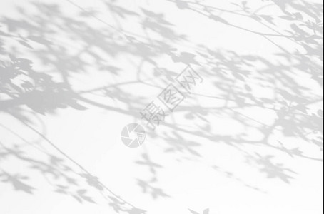 天然树叶枝落在白墙纹理上的抽象灰色阴影背景图片