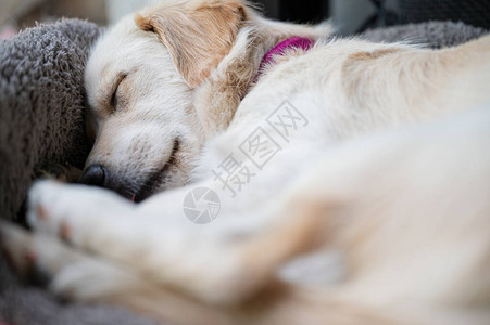 可爱的白色小狗蜷缩在她的床上睡觉图片