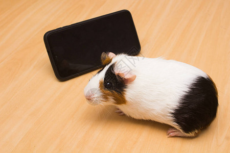 可爱的豚鼠在木制表面上看手机图片