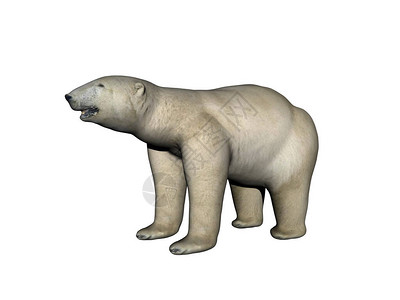 北极的大危险北极熊图片