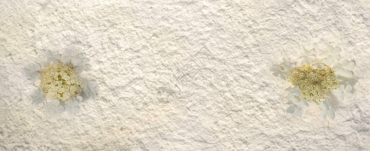 白色粉末背景上的两个荚蒾扁圆形小白花簇花的框架明信片模板复制空间背景图片