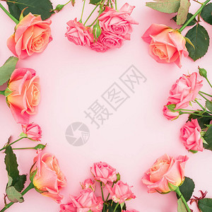 粉红背景粉红色玫瑰的花图片